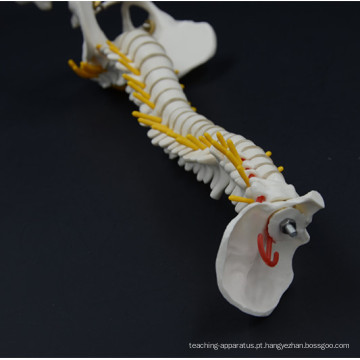 Projete Modelo de Espinha Para a Faculdade de Medicina